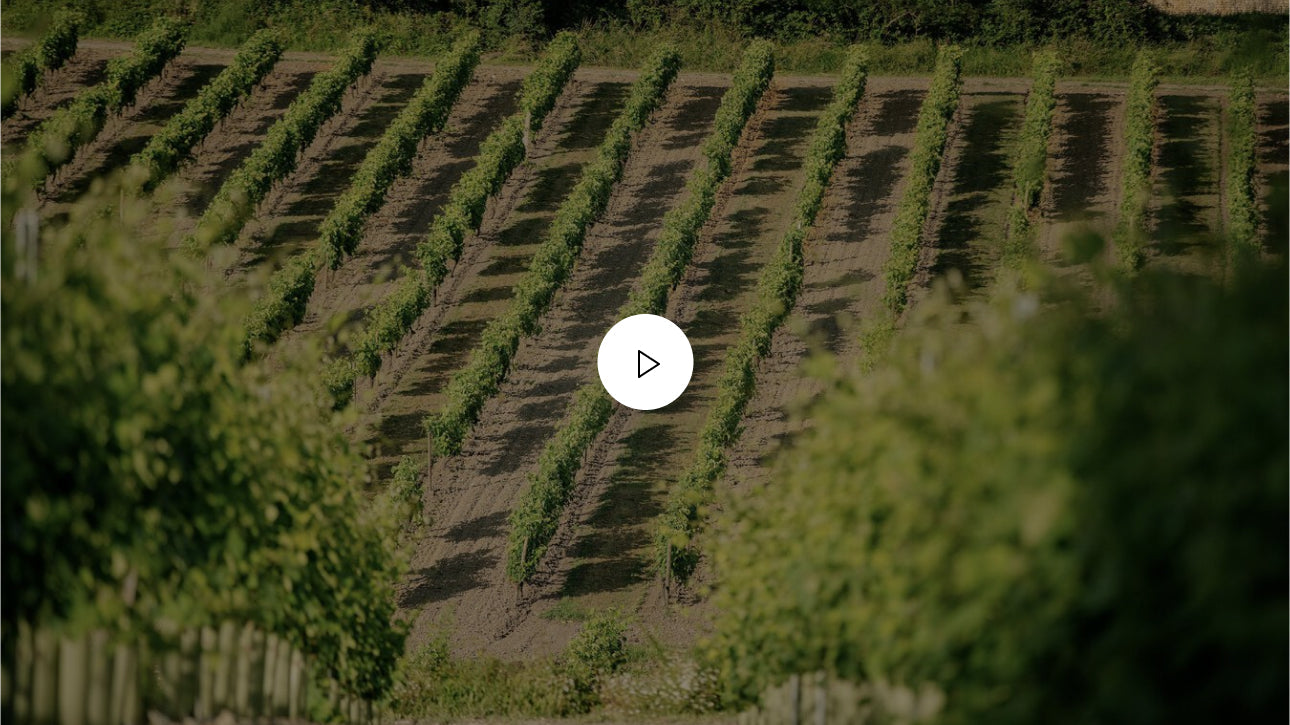 A photo of a wineyard, dimmed, with player button