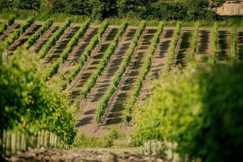 A photo ow rows of wine bushes in a wineyard