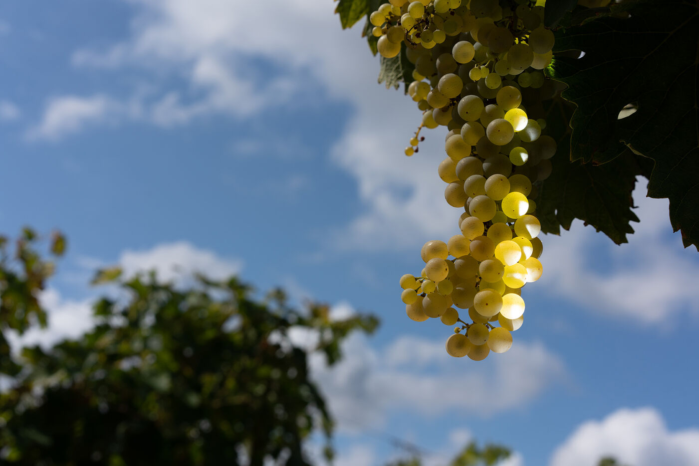 A nature photo of a light wine grape lit by the sun