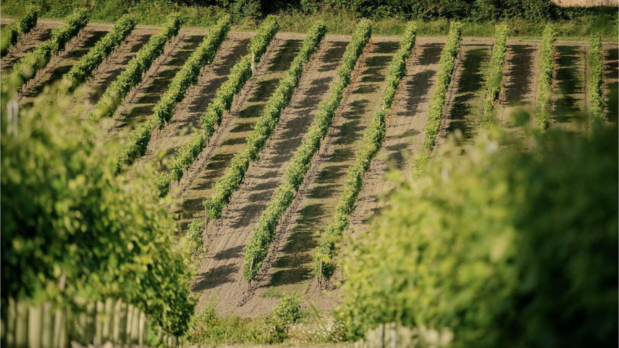 A nature photo of rows of wine bushes 
