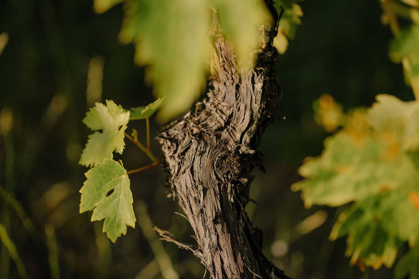 A nature photo of a wine trunk with few leaves