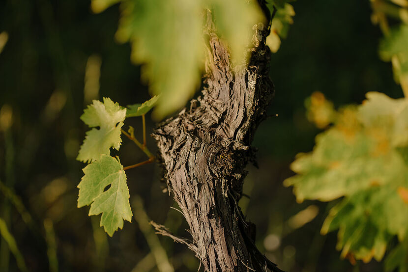A nature photo of a wine trunk with few green leaves