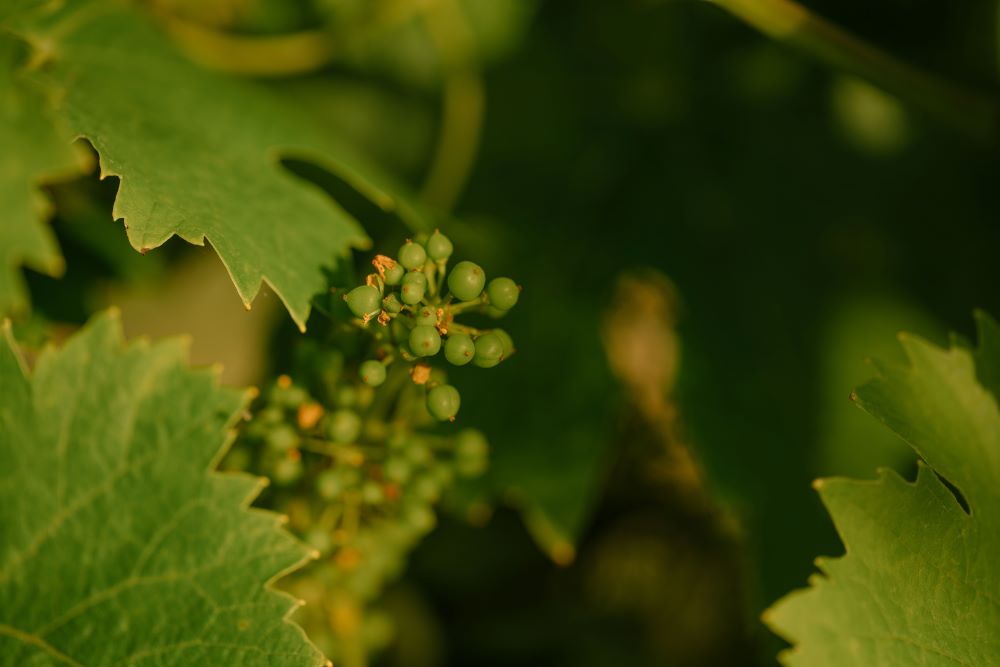 A zoom on small green grapes among green leaves