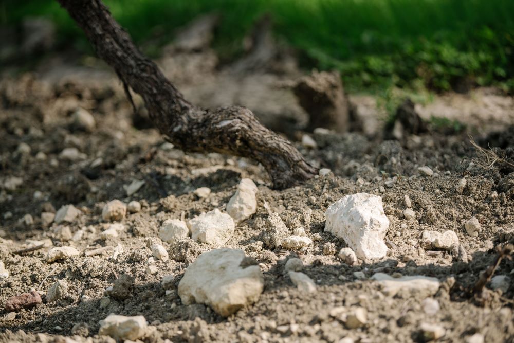 A zoom on white rocks on a soil, a wine trunk in the background