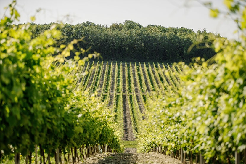  A nature photo of a wineyard