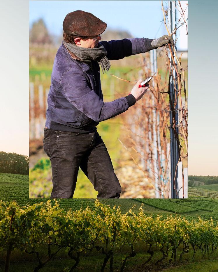 A photo of two photos: a man cutting a wine tree over a photo of green wineyards