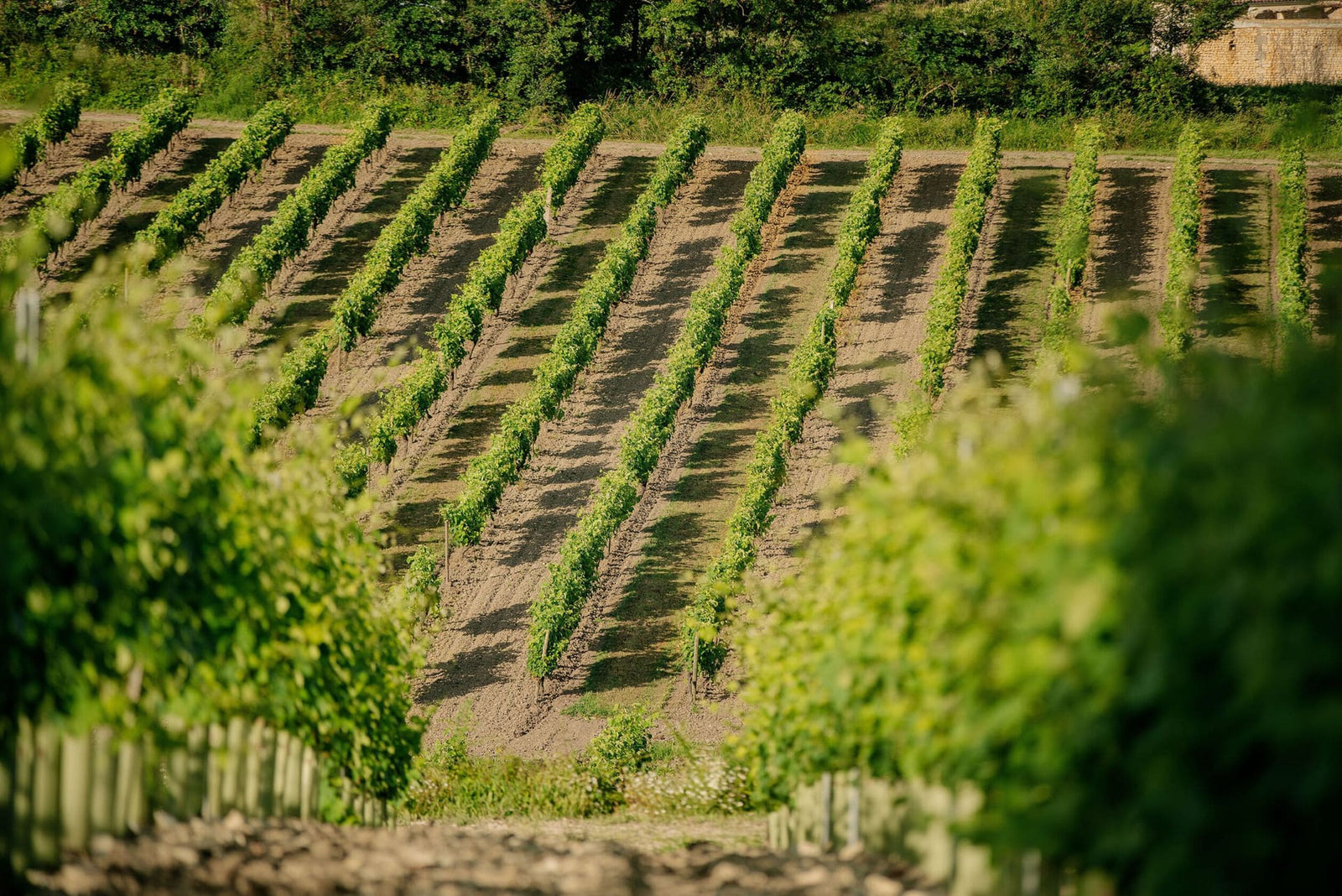 A zoom on a wineyard